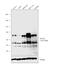 Transcription Factor 7 Like 2 antibody, MA5-14975, Invitrogen Antibodies, Western Blot image 