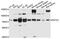POZ/BTB And AT Hook Containing Zinc Finger 1 antibody, abx135971, Abbexa, Western Blot image 