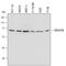 Ubiquitin Associated And SH3 Domain Containing B antibody, PA5-47862, Invitrogen Antibodies, Western Blot image 