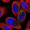 Dickkopf-related protein 3 antibody, NBP1-80843, Novus Biologicals, Immunocytochemistry image 