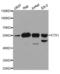 ETS Proto-Oncogene 1, Transcription Factor antibody, A13302, ABclonal Technology, Western Blot image 