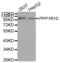 p99 antibody, abx004653, Abbexa, Western Blot image 