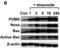 BCL2 Binding Component 3 antibody, 11007, QED Bioscience, Western Blot image 