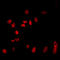 Cullin 2 antibody, LS-C353051, Lifespan Biosciences, Immunofluorescence image 