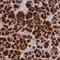 ATP Synthase Membrane Subunit C Locus 2 antibody, HPA051469, Atlas Antibodies, Immunohistochemistry frozen image 