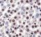 High Mobility Group Box 1 antibody, PA1-16926, Invitrogen Antibodies, Immunohistochemistry frozen image 