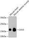 Caveolin 3 antibody, 13-799, ProSci, Western Blot image 