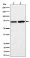 Prolyl Endopeptidase Like antibody, M08771-1, Boster Biological Technology, Western Blot image 