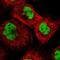 Debranching RNA Lariats 1 antibody, NBP1-85907, Novus Biologicals, Immunocytochemistry image 