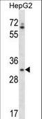 Olfactory Receptor Family 4 Subfamily Q Member 3 antibody, LS-C163208, Lifespan Biosciences, Western Blot image 