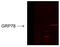 KDEL  antibody, 11135, QED Bioscience, Western Blot image 