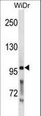 Proprotein Convertase Subtilisin/Kexin Type 5 antibody, LS-C158035, Lifespan Biosciences, Western Blot image 