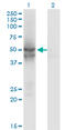 Isocitrate Dehydrogenase (NADP(+)) 2, Mitochondrial antibody, LS-B4358, Lifespan Biosciences, Western Blot image 