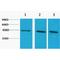 Actin Alpha 1, Skeletal Muscle antibody, LS-C387512, Lifespan Biosciences, Western Blot image 