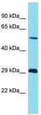 Tripartite Motif Containing 43B antibody, TA335888, Origene, Western Blot image 