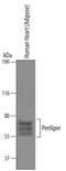 Perilipin 1 antibody, AF6615, R&D Systems, Western Blot image 