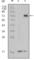 Serine/Threonine/Tyrosine Kinase 1 antibody, abx011398, Abbexa, Western Blot image 