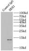 Sulfiredoxin 1 antibody, FNab08243, FineTest, Immunoprecipitation image 