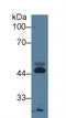 Apolipoprotein A4 antibody, LS-C663131, Lifespan Biosciences, Western Blot image 