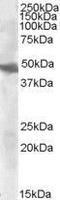 Glutamic-Oxaloacetic Transaminase 2 antibody, GTX88925, GeneTex, Western Blot image 