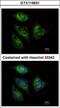 ATP Binding Cassette Subfamily F Member 3 antibody, GTX119931, GeneTex, Immunofluorescence image 