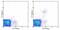 LLGL Scribble Cell Polarity Complex Component 1 antibody, 11-5781-81, Invitrogen Antibodies, Flow Cytometry image 