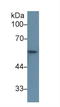 Keratin 6A antibody, LS-C295009, Lifespan Biosciences, Western Blot image 