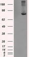 Tubulin Tyrosine Ligase Like 12 antibody, TA500778, Origene, Western Blot image 