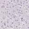Retina And Anterior Neural Fold Homeobox 2 antibody, HPA052533, Atlas Antibodies, Immunohistochemistry frozen image 