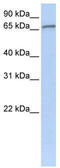 Zinc Finger Protein 41 antibody, TA342506, Origene, Western Blot image 