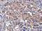 MET antibody, NBP2-43641, Novus Biologicals, Immunohistochemistry frozen image 