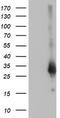 Zinc Finger AN1-Type Containing 2B antibody, CF502515, Origene, Western Blot image 