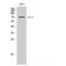 E74 Like ETS Transcription Factor 4 antibody, LS-C383317, Lifespan Biosciences, Western Blot image 