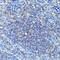 Colony Stimulating Factor 3 antibody, 22-041, ProSci, Immunohistochemistry frozen image 