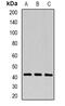 Purinergic Receptor P2Y1 antibody, abx142123, Abbexa, Western Blot image 