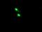 TRNA Methyltransferase 2 Homolog A antibody, NBP2-46015, Novus Biologicals, Immunofluorescence image 