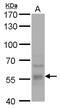 Dynein Cytoplasmic 1 Light Intermediate Chain 1 antibody, PA5-78491, Invitrogen Antibodies, Western Blot image 