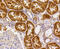 Caspase 2 antibody, 13-794, ProSci, Immunohistochemistry frozen image 