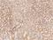 TBC1 Domain Family Member 14 antibody, 205687-T08, Sino Biological, Immunohistochemistry frozen image 