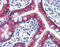 Cadherin 17 antibody, 51-899, ProSci, Immunohistochemistry paraffin image 