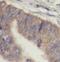 Interleukin 1 Receptor Antagonist antibody, FNab04244, FineTest, Immunohistochemistry frozen image 