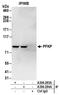 Phosphofructokinase, Platelet antibody, A304-284A, Bethyl Labs, Immunoprecipitation image 