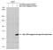 Estrogen Receptor 2 antibody, NB200-304, Novus Biologicals, Western Blot image 