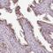 Microseminoprotein, Prostate Associated antibody, HPA055174, Atlas Antibodies, Immunohistochemistry frozen image 