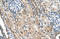 TMEM231 antibody, orb325201, Biorbyt, Immunohistochemistry paraffin image 