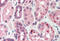 C1q And TNF Related 3 antibody, MBS240466, MyBioSource, Immunohistochemistry frozen image 