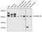 Apolipoprotein B MRNA Editing Enzyme Catalytic Subunit 3D antibody, 14-083, ProSci, Western Blot image 
