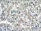 Molybdenum Cofactor Synthesis 3 antibody, 27501-1-AP, Proteintech Group, Immunohistochemistry frozen image 