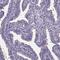 Sperm Flagellar 2 antibody, NBP2-38461, Novus Biologicals, Immunohistochemistry frozen image 