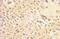 Glycosylphosphatidylinositol Anchor Attachment 1 antibody, 10104-1-AP, Proteintech Group, Immunohistochemistry frozen image 